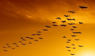 flock of migrating canada geese birds